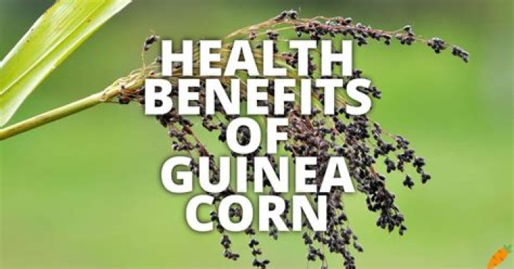 Side effects of guinea corn vs benefits (positive and negative)