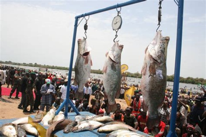 History of Argungu fishing festival in Nigeria