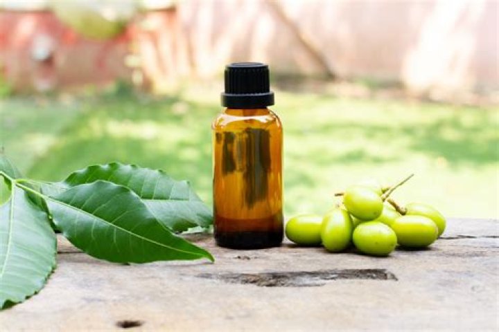 How to make neem oil from neem leaves: Tips and benefits