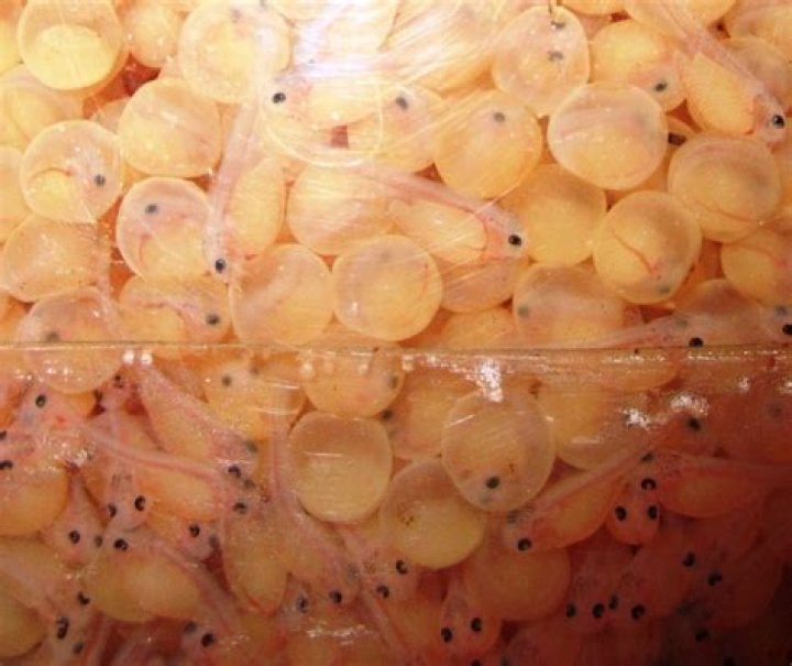 How to hatch catfish eggs at home