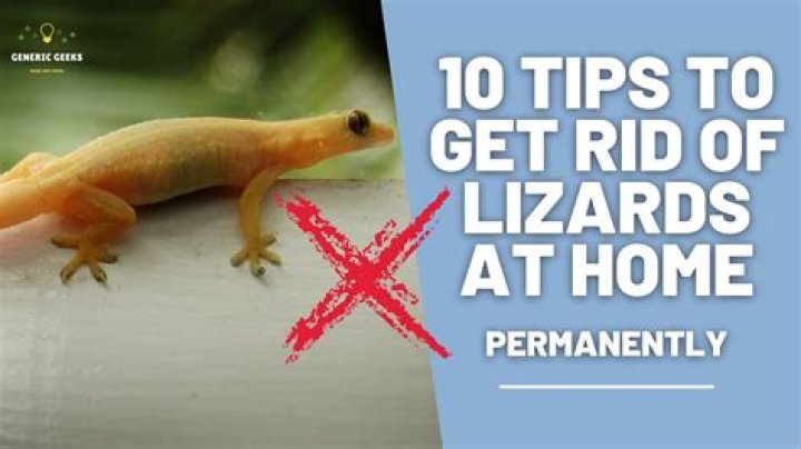 How to get rid of lizards at home permanently