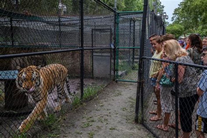 Mike Tyson says idea of owning 3 tigers as pets was foolish