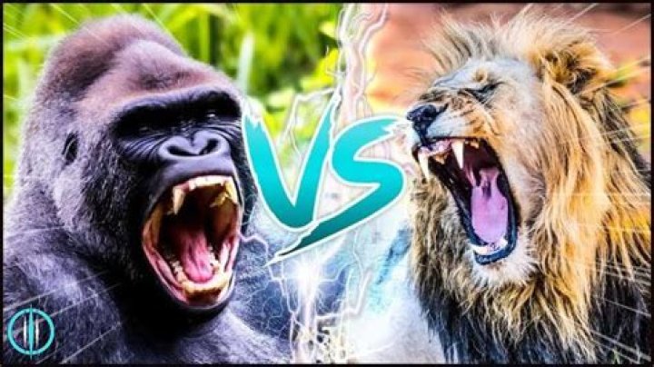 “Gorilla Wan Fight Lion, U Go Tear”: Portable Replies Charles Okocha, Insist Actor Still Owes Him