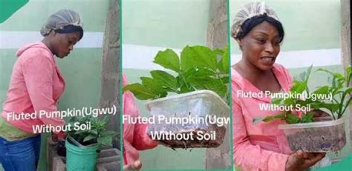 "It Can Feed You": Creative Nigerian Lady Shows how to farm Fluted Pumpkin at Home Without Soil