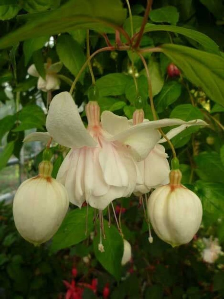 
Jack Buck’s Wife Carole Lintzenich- Their Marital Life And Kids
