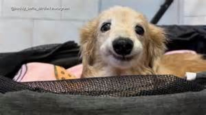 Bella Langford Dog Video Gone Viral On Reddit And Twitter, Scandal