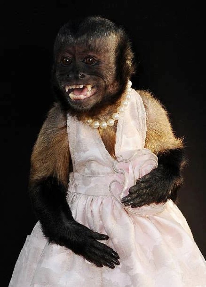 Crystal the Monkey Net Worth – How Much Is Crystal the Monkey Worth?