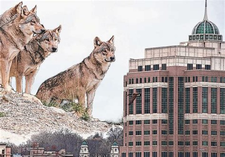 New York Wolf Ozarow Obituary And Death Cause