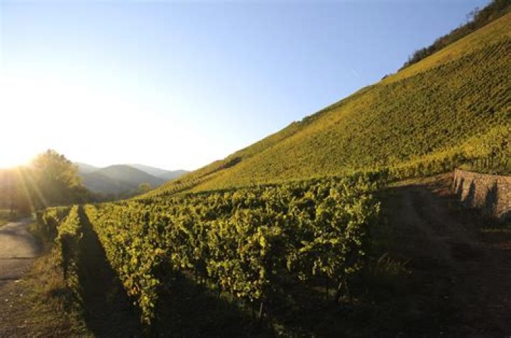 Random Number Generator Calculator